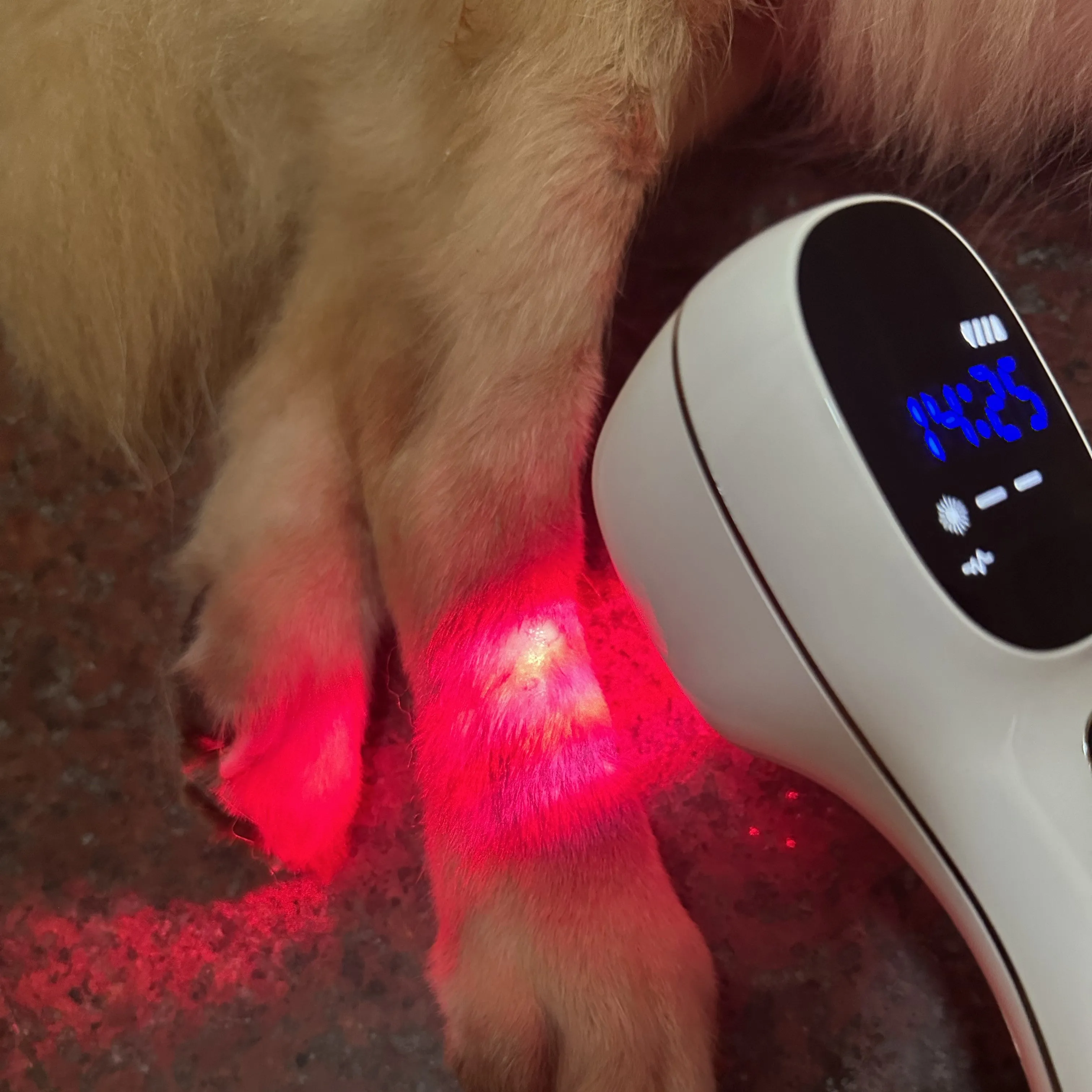 Cold Laser Therapy Device for dogs and cats