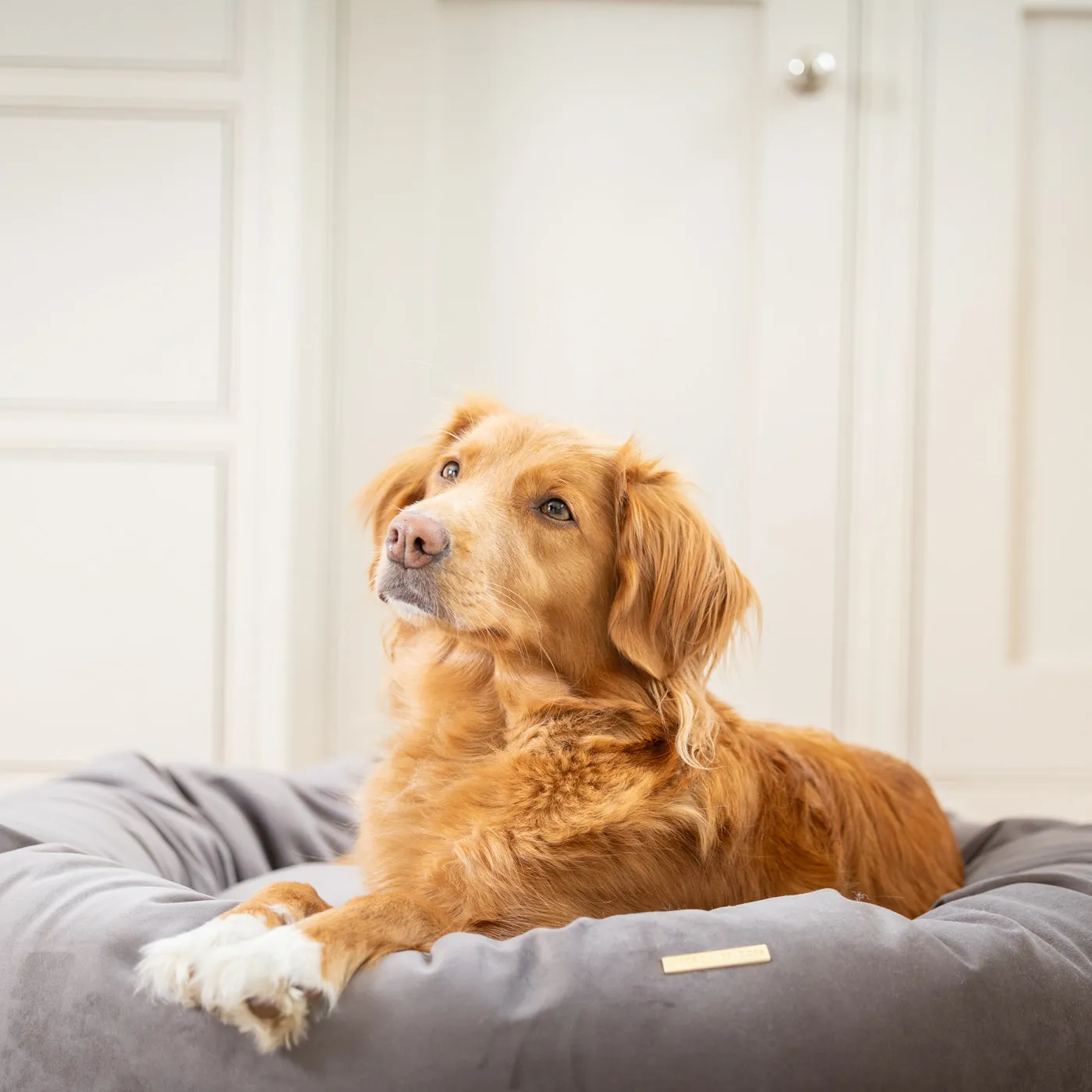 Donut Bed With Removable Covers in Silt Velvet by Lords & Labradors