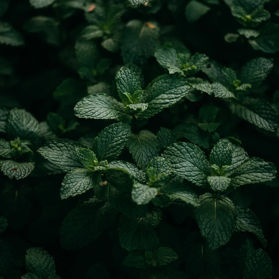 Oregon Spearmint Essential Oil